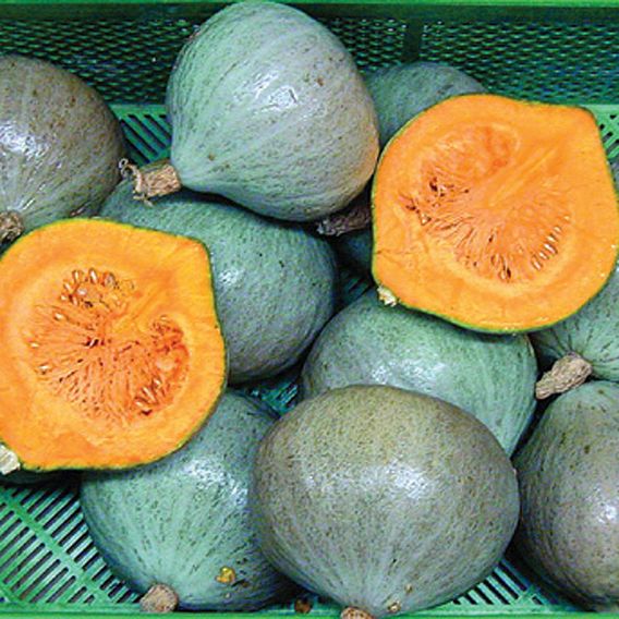 Squash & Pumpkin 'Blue Ballet' - Organic Seeds