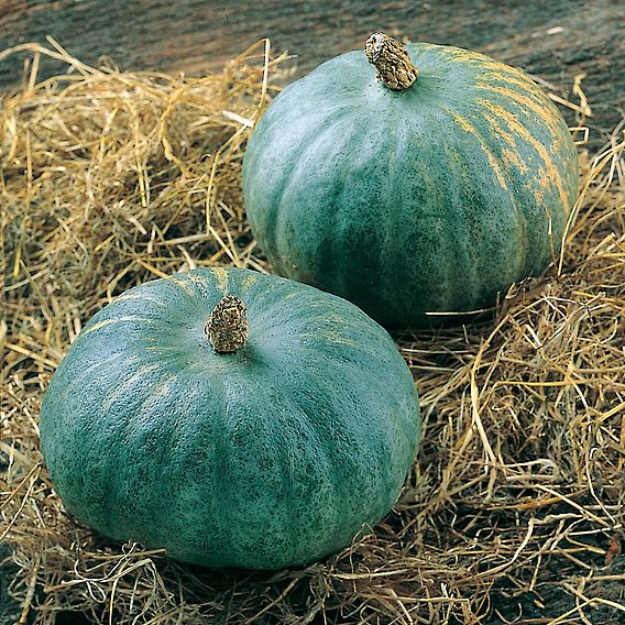 Squash & Pumpkin Blue Kuri (Organic) Seeds