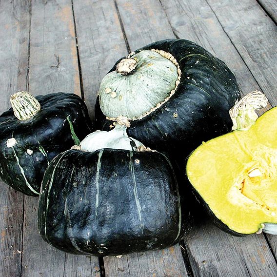 Squash & Pumpkin 'Buttercup' - Organic Seeds
