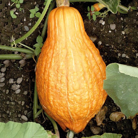 Squash & Pumpkin 'Golden Hubbard' - Organic Seeds