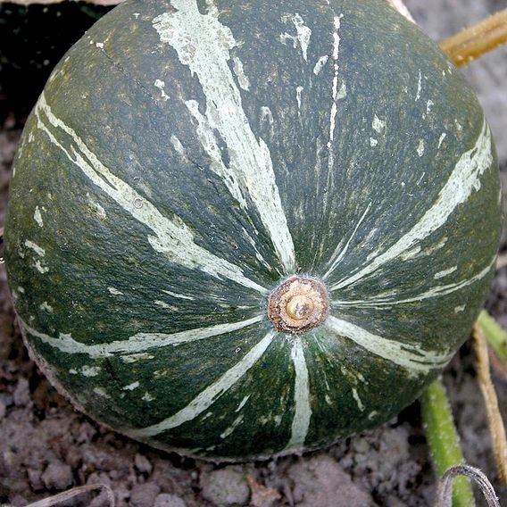 Squash & Pumpkin Green Hokkaido (Organic) Seeds