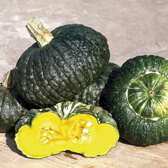 Squash & Pumpkin 'Marina Di Chioggia' - Organic Seeds