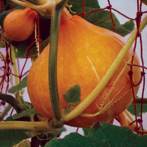 Squash & Pumpkin 'Potimarron' - Organic Seeds