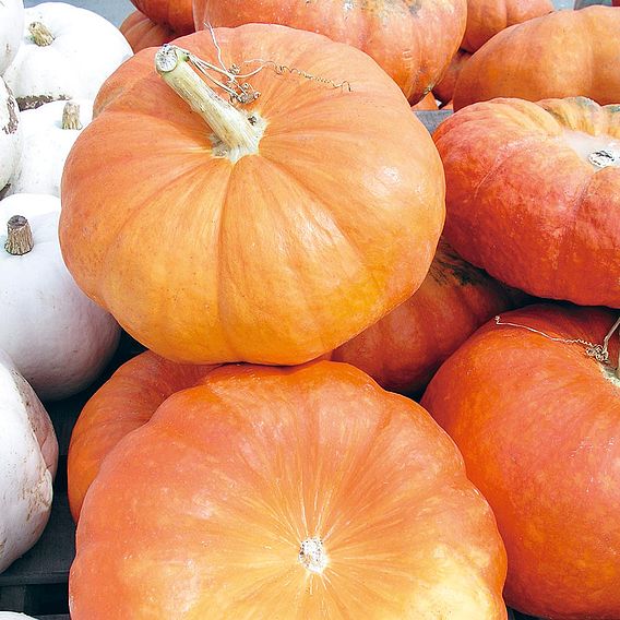 Squash & Pumpkin 'Rouge Vif dEtampes' - Organic Seeds