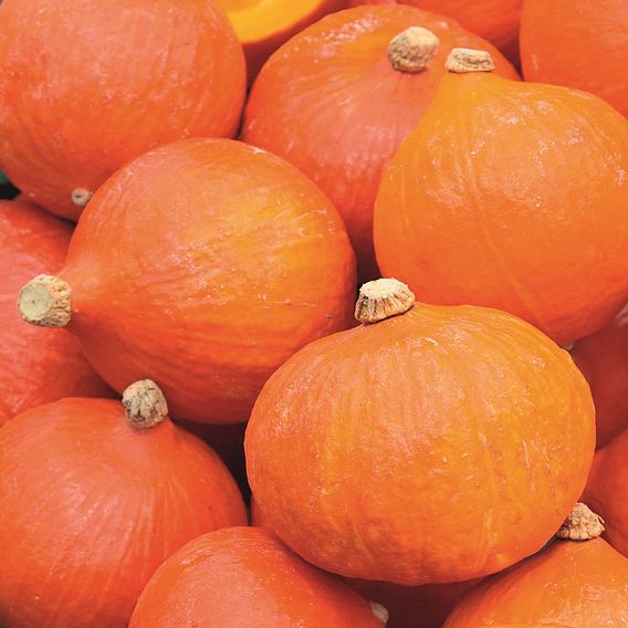 Squash & Pumpkin 'Uchiki Kuri' - Organic Seeds