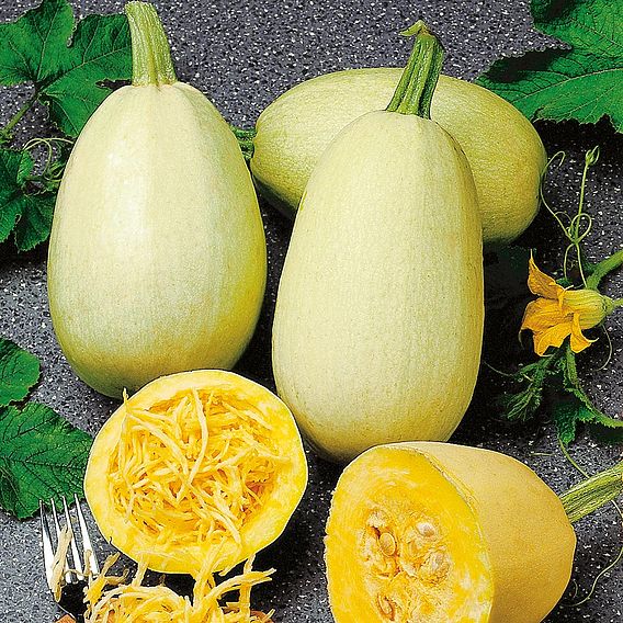 Squash & Pumpkin 'Vegetable Spaghetti' - Organic Seeds