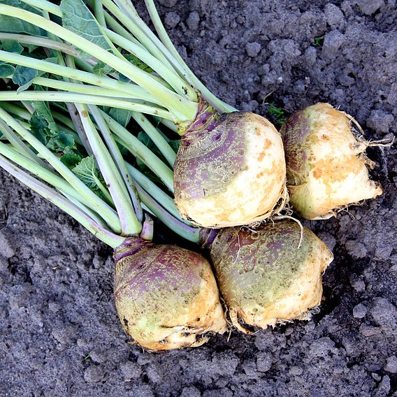 Swede 'Yellow Friesian' - Organic Seeds
