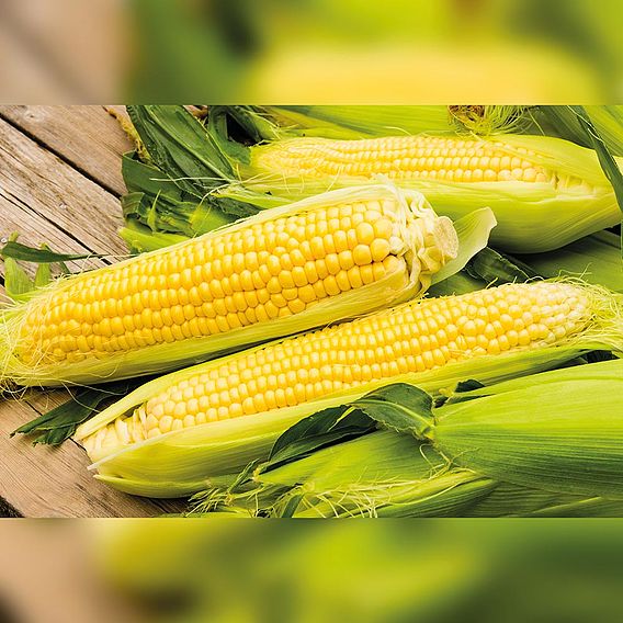 Sweetcorn 'Medzi' - Organic Seeds