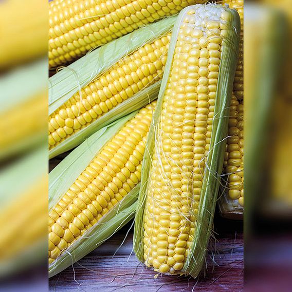 Sweetcorn Sativa 'Tramunt' - Organic Seeds