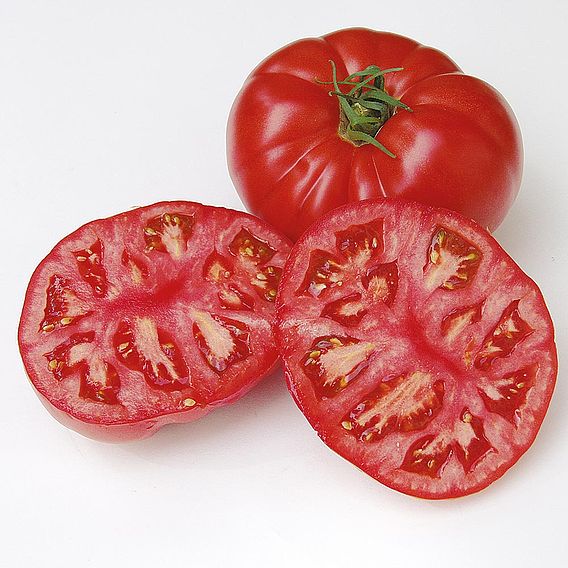 Tomato 'Country Taste' F1 (Indeterminate) - Organic Seeds