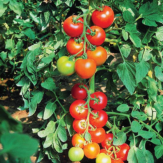 Tomato 'Diplom' F1 (Indeterminate) - Organic Seeds