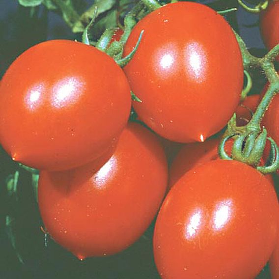 Tomato 'Lily Of The Valley' (Organic) - Seeds
