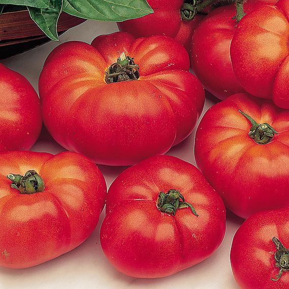 Tomato 'Marmande' (Determinate) - Organic Seeds