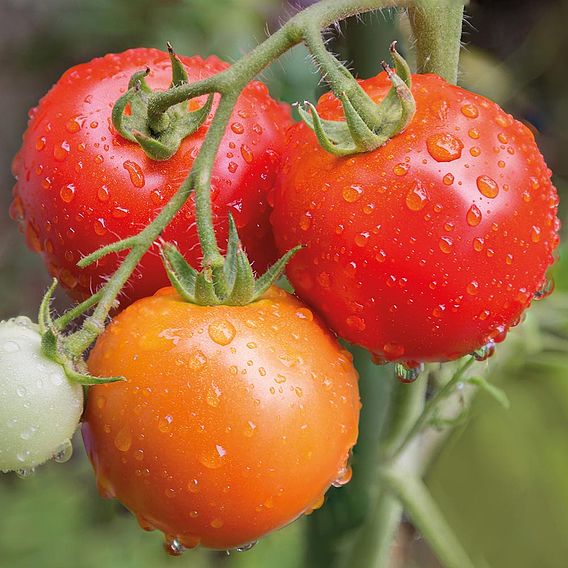 Tomato 'Matina' (Indeterminate) - Organic Seeds