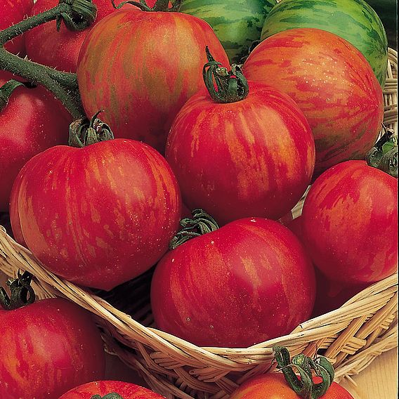 Tomato 'Tigerella' (Indeterminate) - Organic Seeds