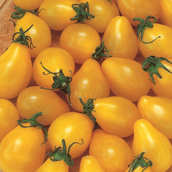 Tomato 'Yellow Pear' (Indeterminate) - Organic Seeds