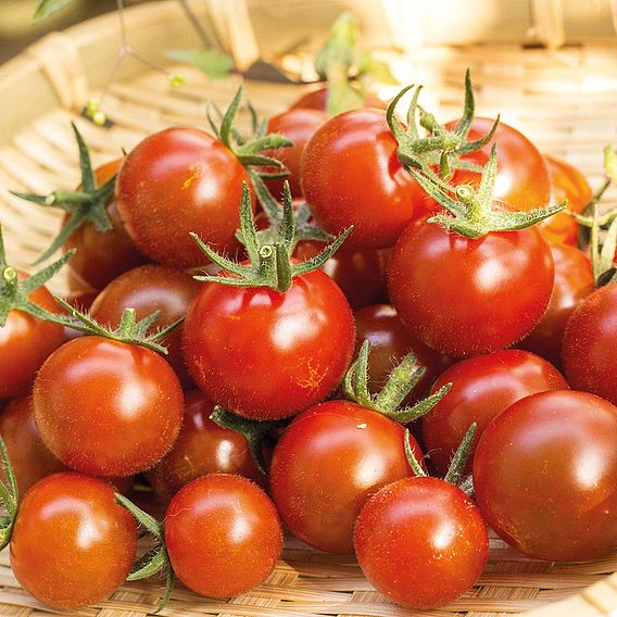 Tomato 'Zuckertraube' - Organic Seeds