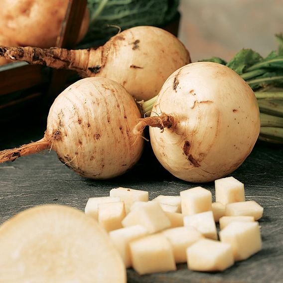Turnip 'Golden Ball' - Organic Seeds