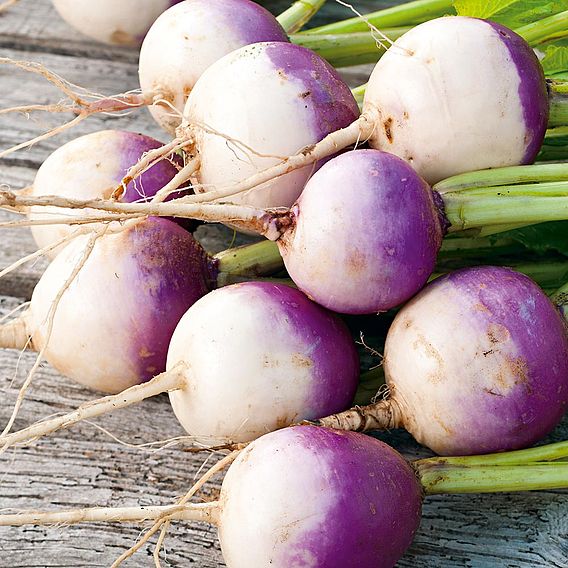 Turnip 'White Globe' - Organic Seeds