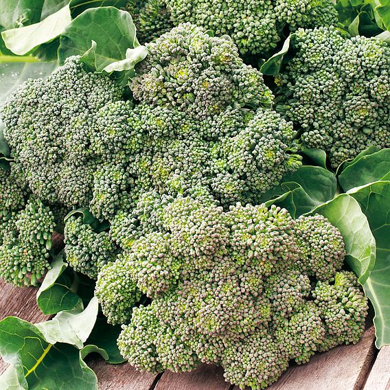Broccoli 'Waltham' - Organic Seeds