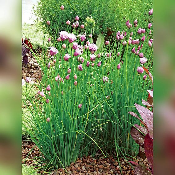 Chives Organic (Organic) Seeds