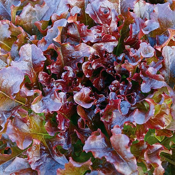 Lettuce 'Red Salad Bowl' - Organic Seeds