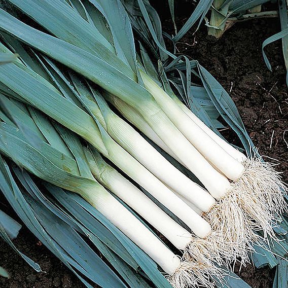 Leek 'Atlanta' - Organic Seeds