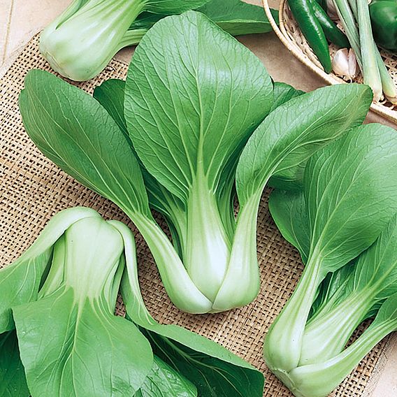 Pak Choi Baby Choi Organic (Organic) Seeds