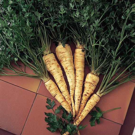 Parsley 'Hamburg' - Organic Seeds