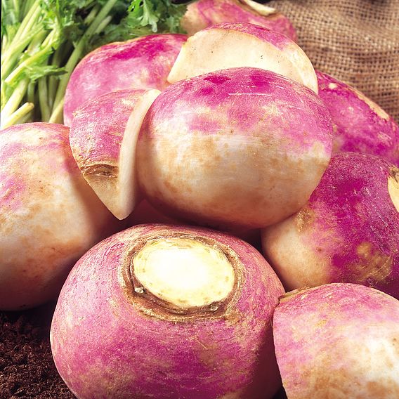Turnip 'Purple Top Milan' - Organic Seeds