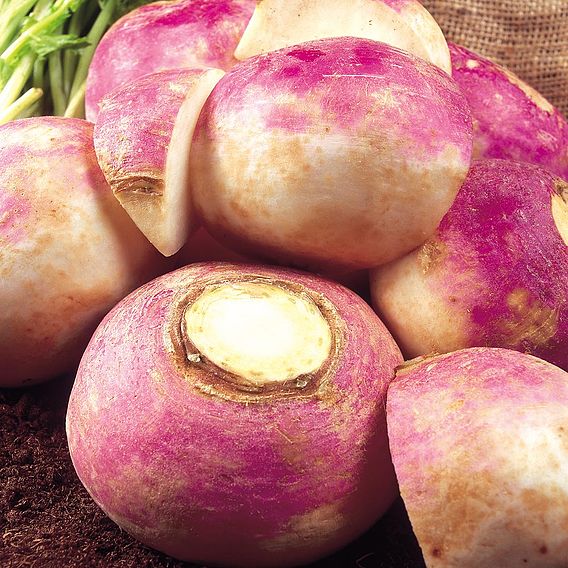 Turnip 'Purple Top Milan' - Organic Seeds