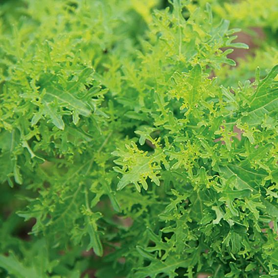 Frilly Mustard Saver Package (Organic) Seeds