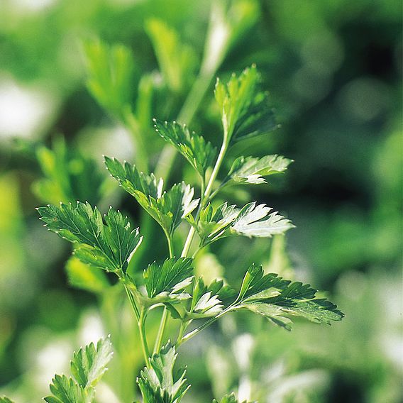 Parsley Saver Package - Organic Seeds
