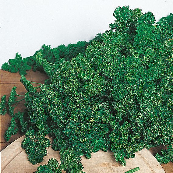 Parsley Saver Package - Organic Seeds