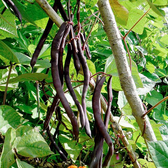 Climbing Beans Saver Pack - Organic Seeds