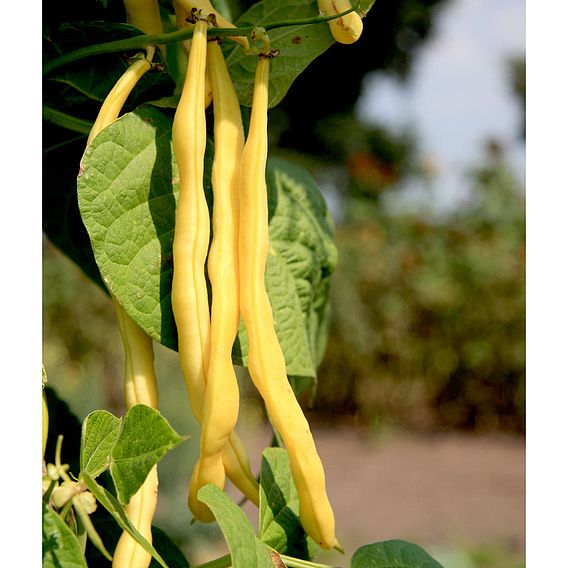 Climbing Beans Saver Pack - Organic Seeds