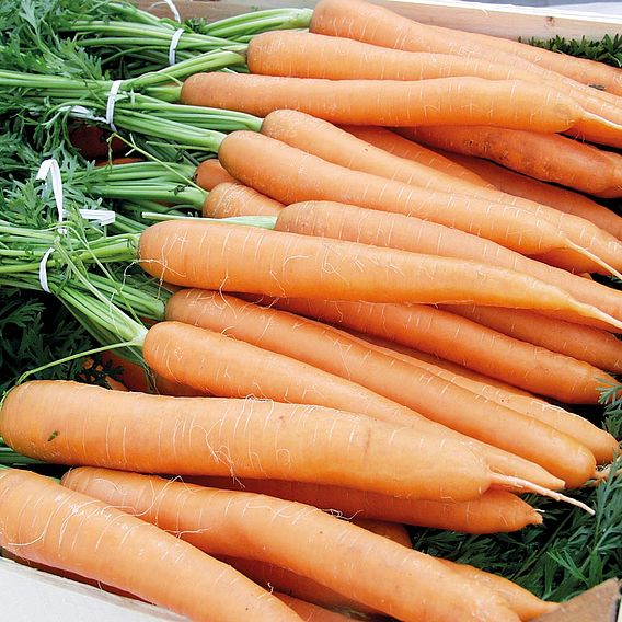 Carrot - Merida F1 (Organic) Seeds