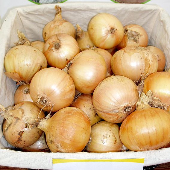 Onion Santero (Organic) Seeds