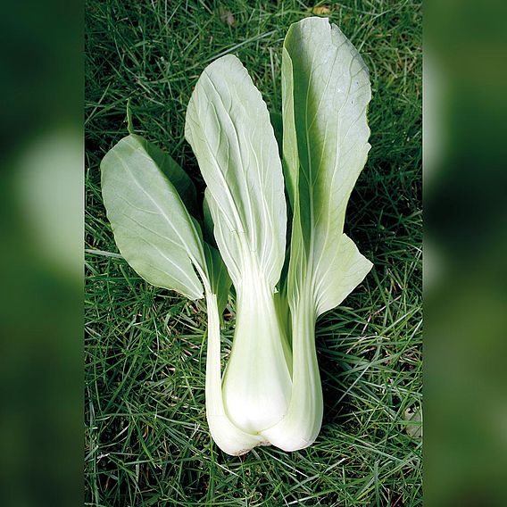 Pak Choi 'Tai Sai' - Organic Seeds