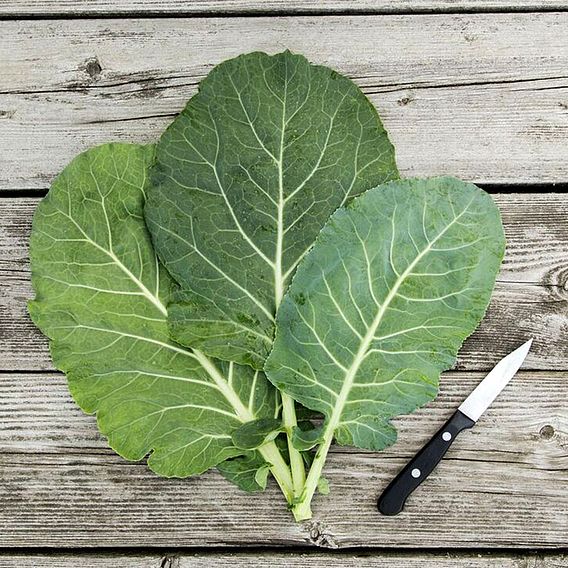 Collard 'Champion' - Organic Seeds