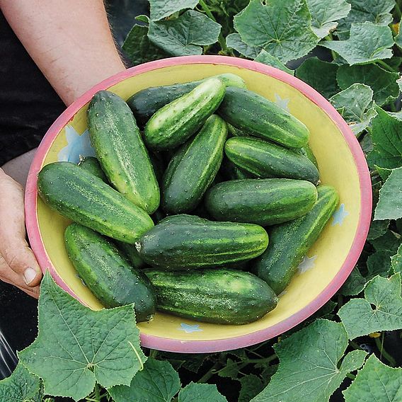 Cucumber 'H -19 Little Leaf' - Organic Seeds