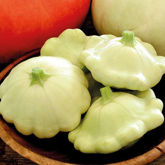 Squash 'Bennings Green Tint' - Organic Seeds