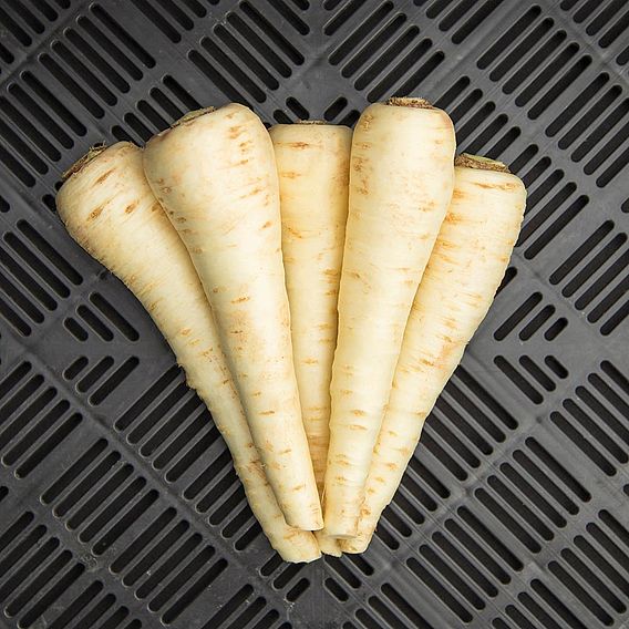 Parsnip 'Halbange' - Organic Seeds