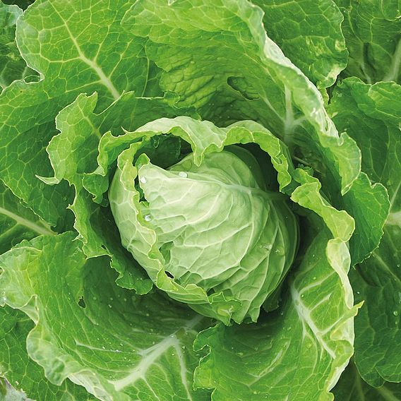Cabbage 'Bloemendaalse Gele' - Organic Seeds