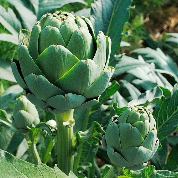 Artichoke 'Imperial Star' - Organic Seeds
