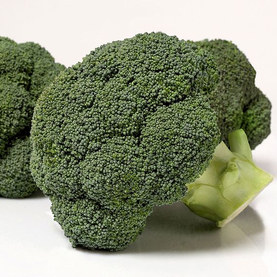Broccoli 'Covina' F1 - Organic Seeds