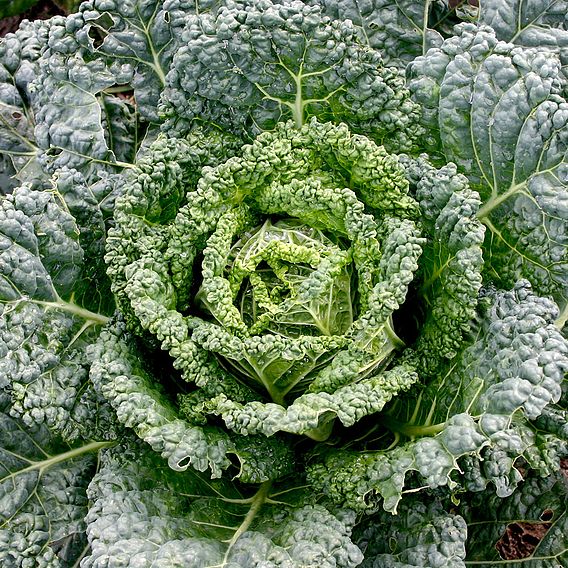 Cabbage 'Westland Wells' - Organic Seeds
