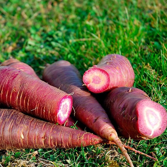 Carrot 'Gniff' - Organic Seeds