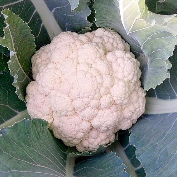 Cauliflower 'Neckarperle' - Organic Seeds