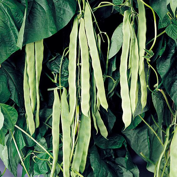 French Climbing Bean 'Vitalis' - Organic Seeds